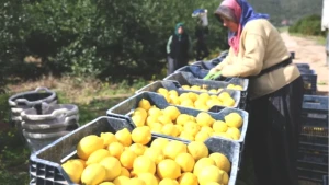Limonda Şok Zam! Üretici Fiyatları Yıllık Yüzde 410 Arttı!